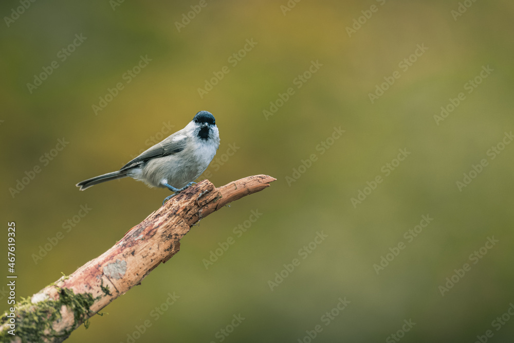 Songbird (the marsh tit, poecile palustris) perched and looking around. Autumn colors, simple blurred background. Songbird (the marsh tit, poecile palustris) perched and looking around. Autumn colors, simple blurred background.