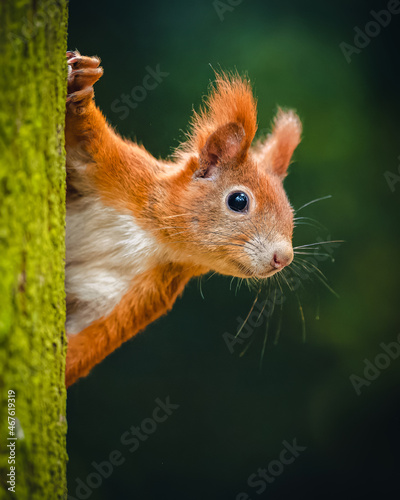 The Eurasian red squirrel (Sciurus vulgaris) looking from behind a tree. Beautiful autumn colors, delicate background. Shallow depth of field. © Jan Rozehnal