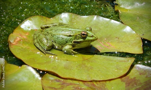Fotografia frog on a water lily