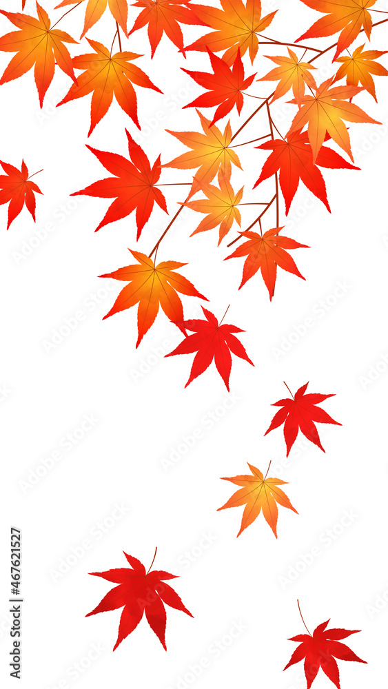 紅葉、もみじ、秋の風景 紅葉、もみじ、秋の風景