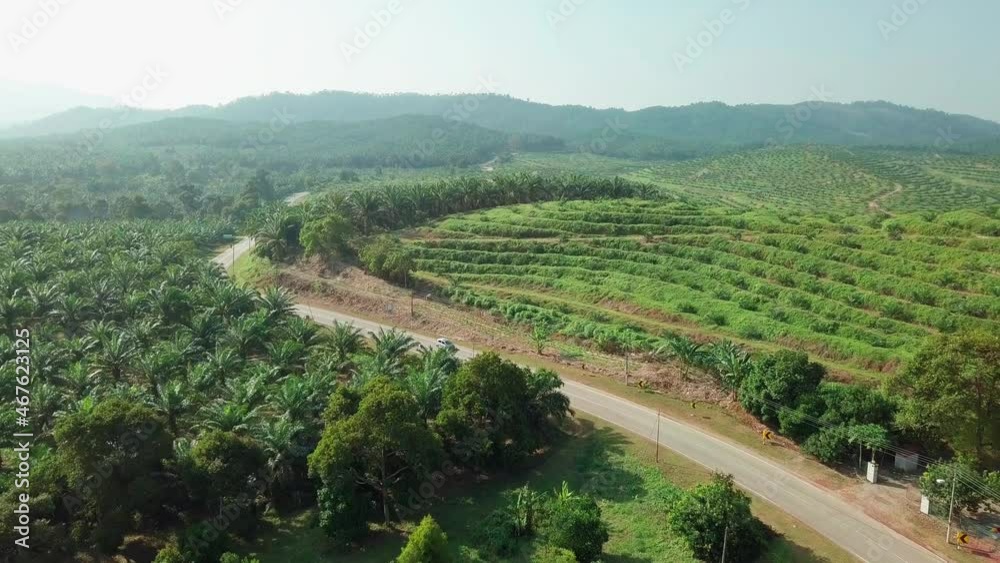 Sunrise aerial view of mountain, road and oil palm plantation at Pagoh, Muar, Malaysia Sunrise aerial view of mountain, road and oil palm plantation at Pagoh, Muar, Malaysia
