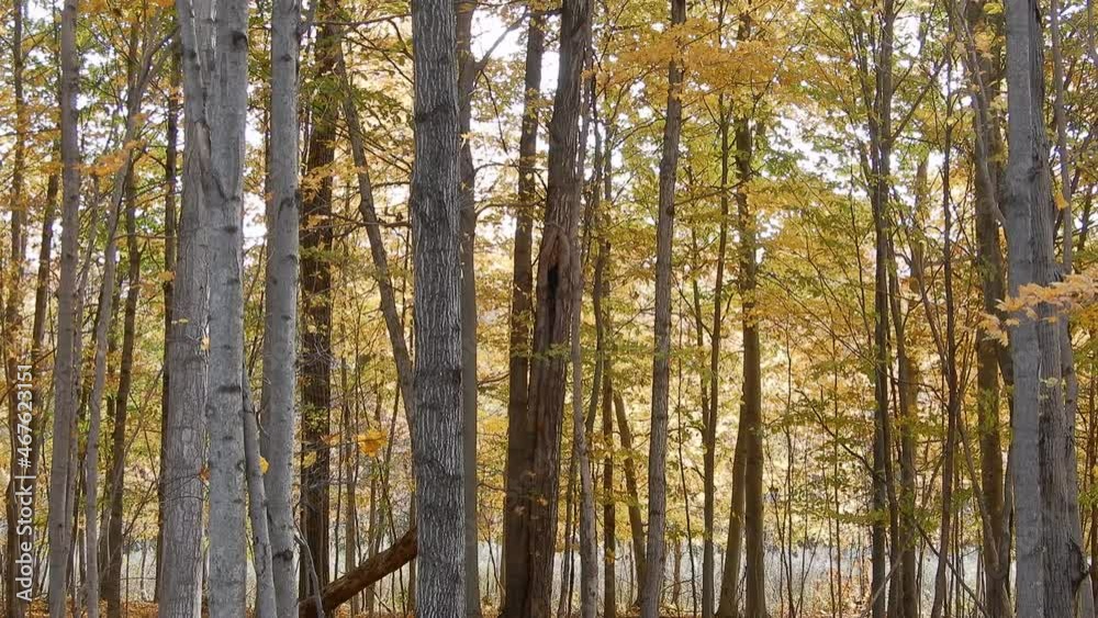Leaves Blowing In Wind On Autumn Day Looking Through Forest Trees Romantic Leaves Blowing In Wind On Autumn Day Looking Through Forest Trees Romantic