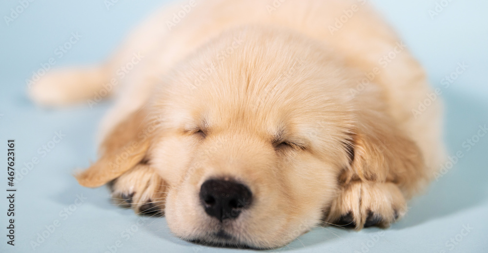 Baby golden retriever puppy dog with cute face asleep during nap Baby golden retriever puppy dog with cute face asleep during nap