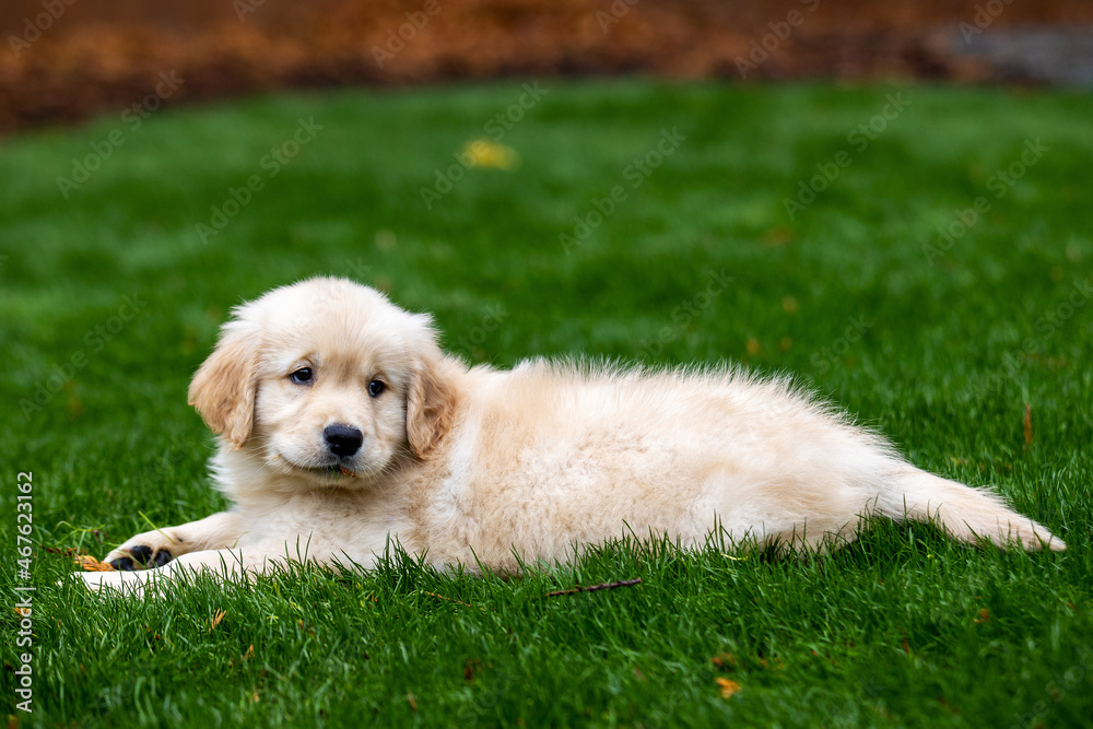 golden retriever puppy dog laying down on grass golden retriever puppy dog laying down on grass