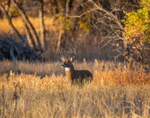 Mature male Whited tailed deer stands at edge of marsh surveying before walking further out into field during sunset at Rocky Mountain Arsenal National Wildlife Refuge photo