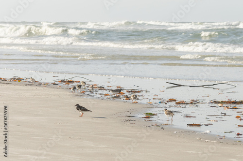 Birds looking for food on the shores of the sea.