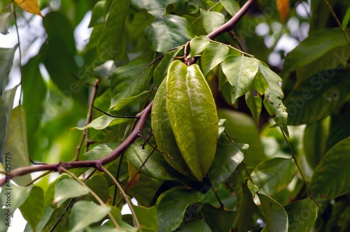 Fresh green raw star fruits hanging on its tree