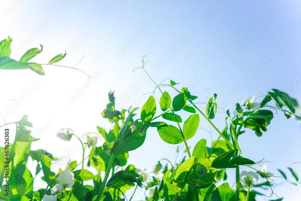 Obraz premium 新緑・空