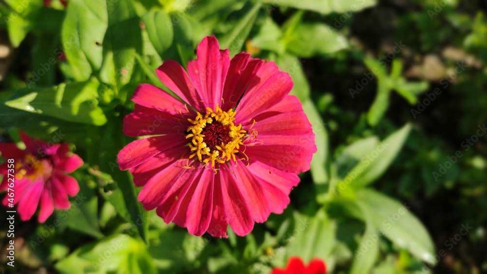 Obraz premium beautiful pink zinnia flower close up