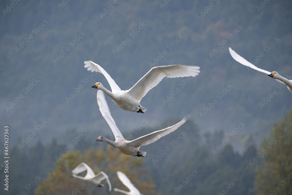 Fototapeta premium Swans in the pond, 3/11/2021