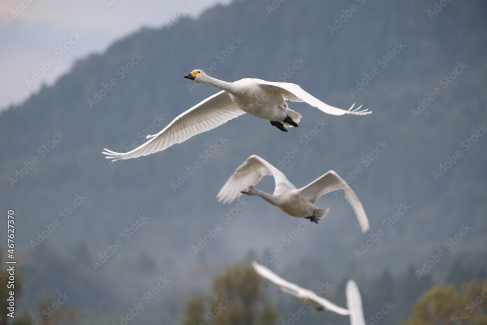 Fototapeta premium Swans in the pond, 3/11/2021