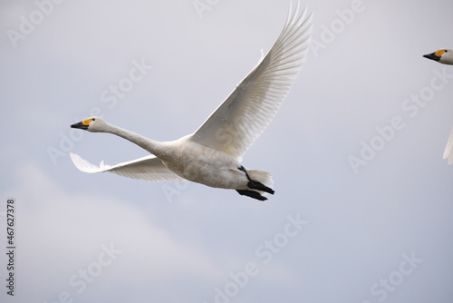 Swans in the pond, 3/11/2021