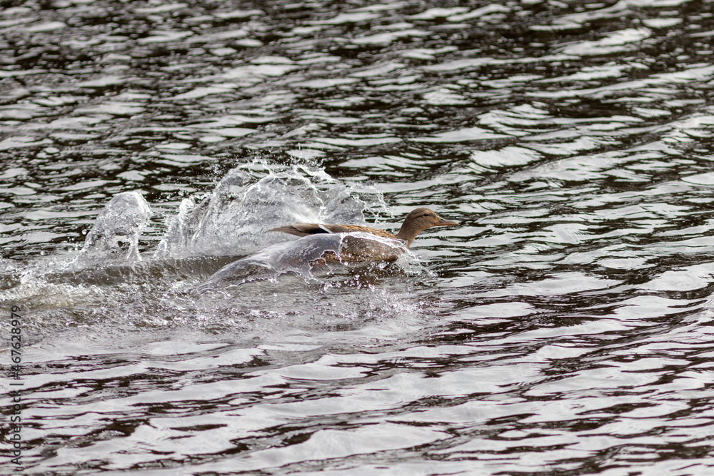 Obraz premium duck swimming fast