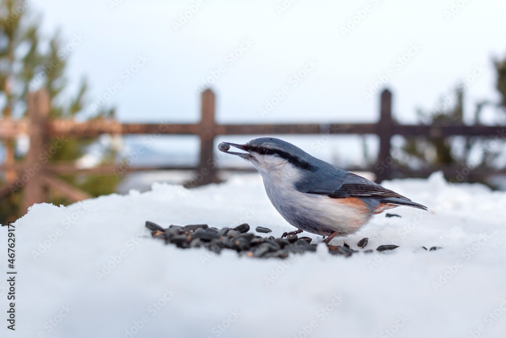 Cute wild tiny bird nuthatch with seed in its beak on snowy observation deck in pine forest park at cold winter, scenic view of natural mountain landscape, close up Cute wild tiny bird nuthatch with seed in its beak on snowy observation deck in pine forest park at cold winter, scenic view of natural mountain landscape, close up