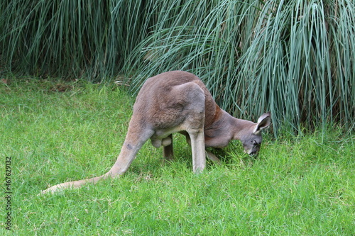 canguro comiendo 