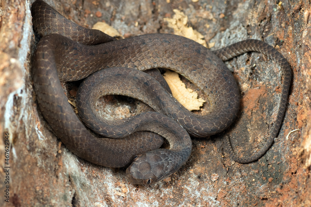 Obraz premium Slug eater snake coiled around a tree trunk