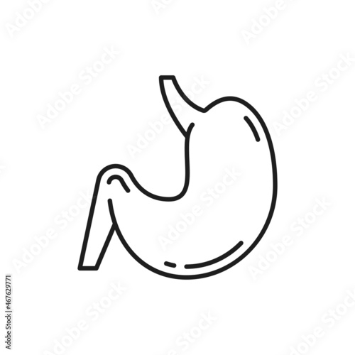 Stomach abdomen and digestion internal human organ isolated thin line icon. Vector digestive tract and enzyme system internal organ, gastroenterologist clinic emblem. Probiotic, lactobacillus bacteria