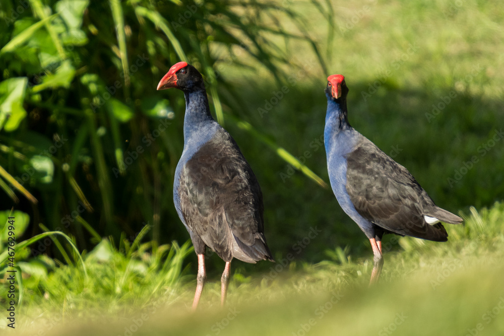A side view of a pair of dusky moorhens A side view of a pair of dusky moorhens