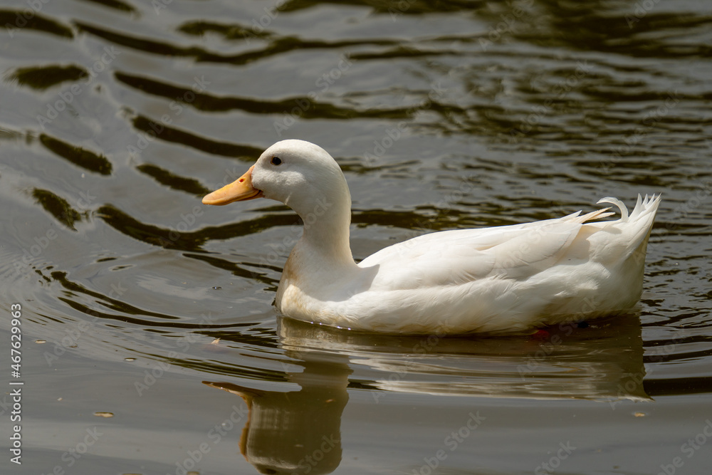 Pekin duck side profile swimming away from camera Pekin duck side profile swimming away from camera