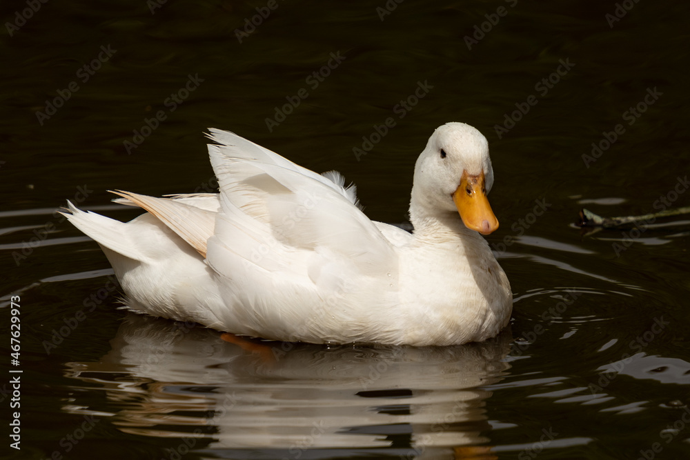 Side shot of a Pekin duck swimming