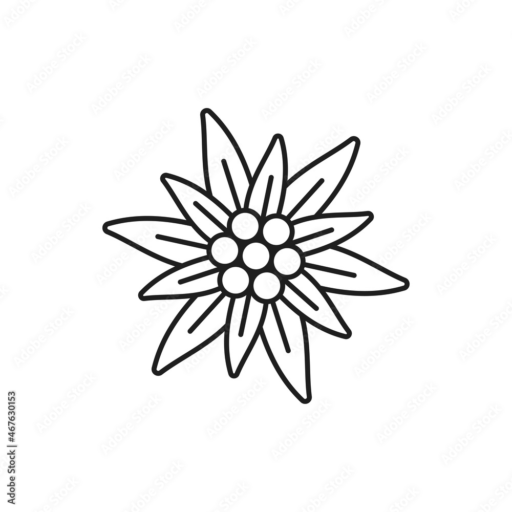 Obraz premium Edelweiss flower isolated thin line icon. Vector symbol of alpinism, Switzerland alps, Swiss and German Bavarian oktoberfest festival. Wildflower growing in mountains, national decoration