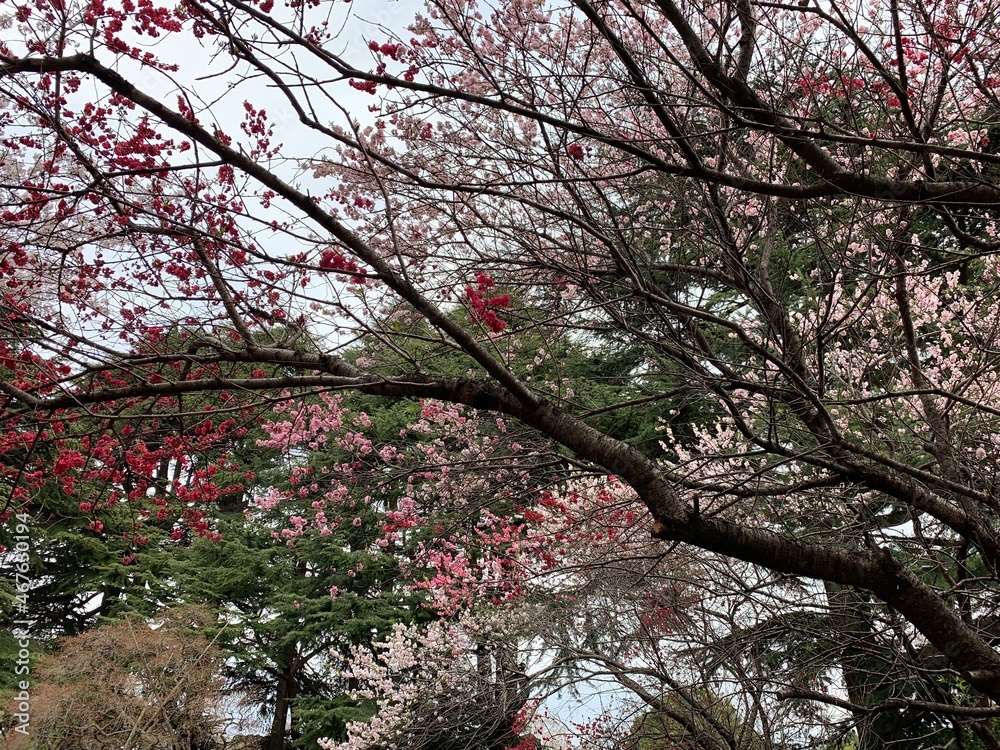 Tokyo Japan 2019 Cherry Blossom Zen Garden Tokyo Japan 2019 Cherry Blossom Zen Garden