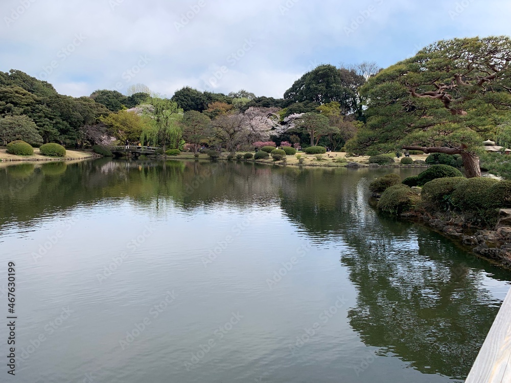 Tokyo Japan 2019 Cherry Blossom Zen Garden Tokyo Japan 2019 Cherry Blossom Zen Garden