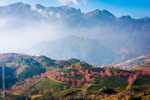 Cherry blossoms bloom on the hill tea near Sapa, Vietnam.