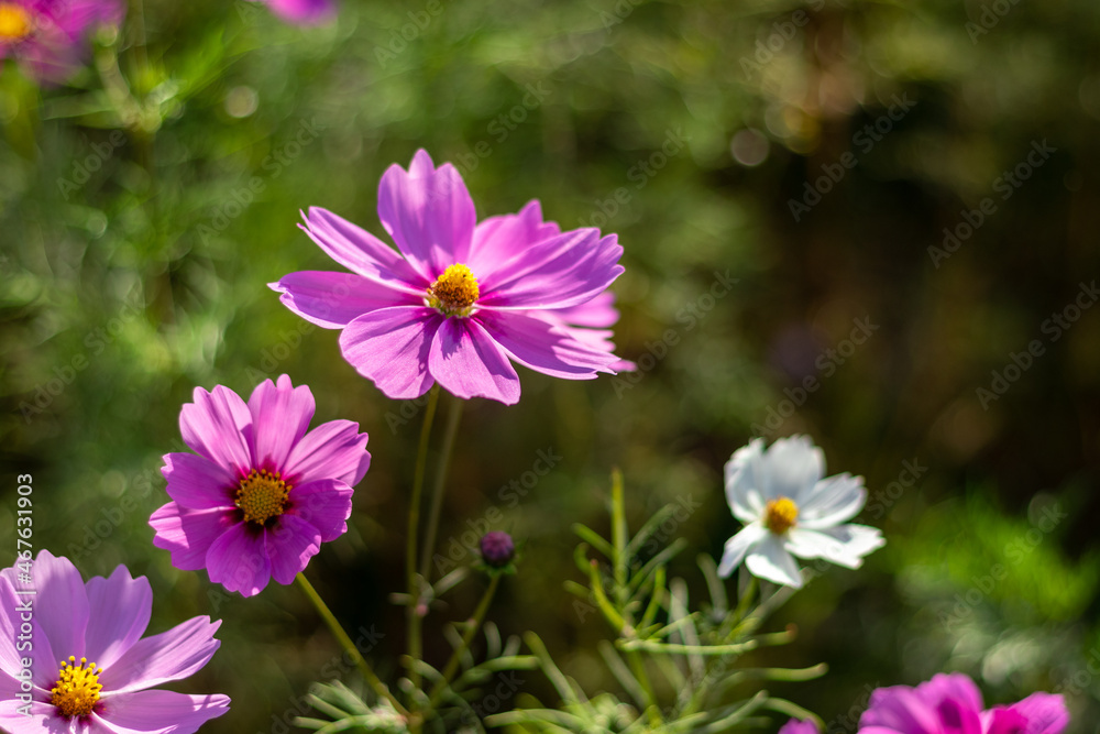 日の光を浴びるピンク色のコスモスの花 日の光を浴びるピンク色のコスモスの花