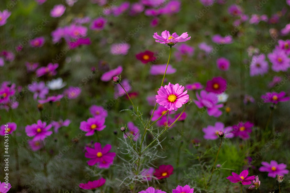 日陰に咲くピンク色のコスモス