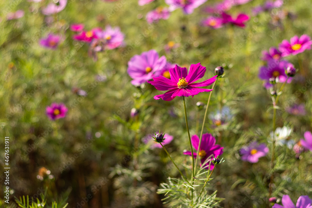 濃い紫色の花を咲かせるコスモス