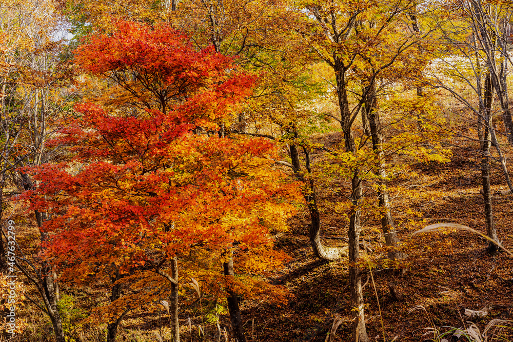 兵庫県・上山高原、鳥取県境の林道をトレック登山ハイキングやドライブ