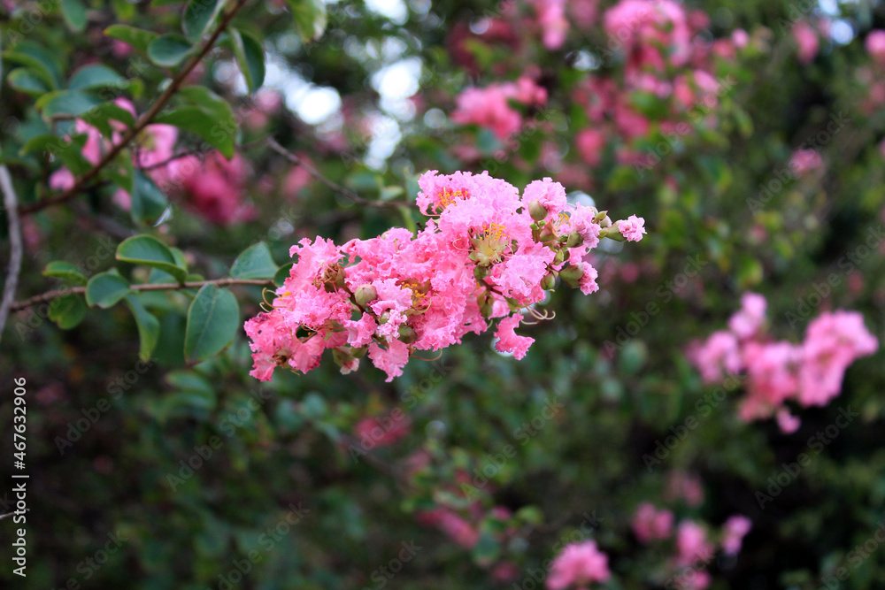 Pink Blossom Tree Pink Blossom Tree