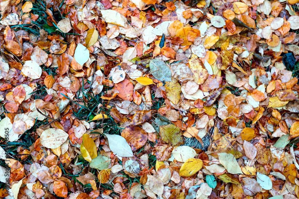 Real nature background: fallen autumn leaves on wet green grass. Real nature background: fallen autumn leaves on wet green grass.