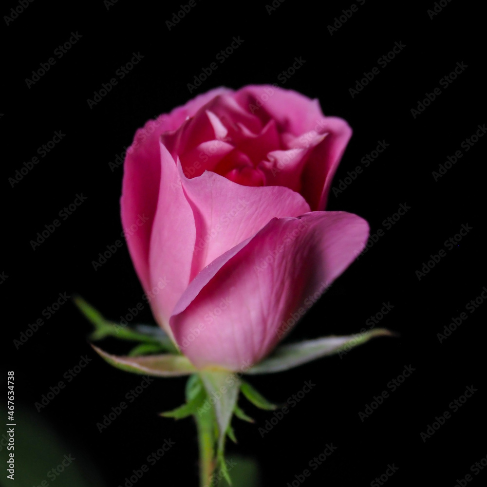 Pink Tea Rose on a black Background
Pink Tea Rose on a black Background