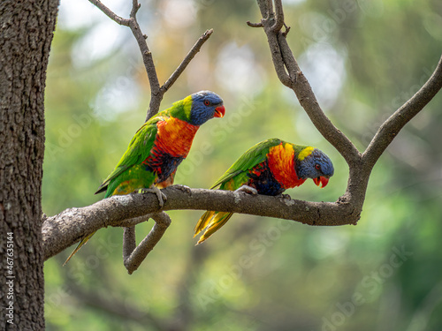 Pair Lorikeets