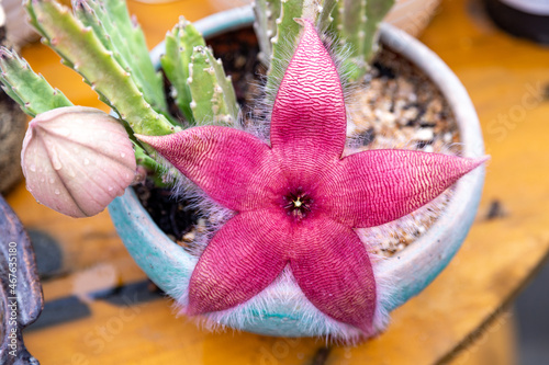 Cactus flower resembling a starfish