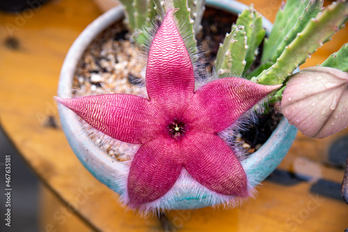 Cactus flower resembling a starfish