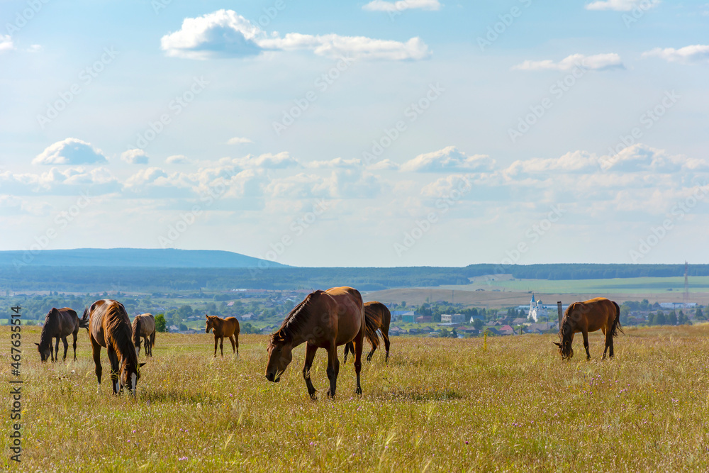 Horses graze in a meadow near the village of Krasnoe in the foothills of the Salair ridge Horses graze in a meadow near the village of Krasnoe in the foothills of the Salair ridge