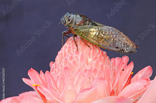 An evening cicada resting in a bush. This insect has the scientific name Tanna japonensis. 