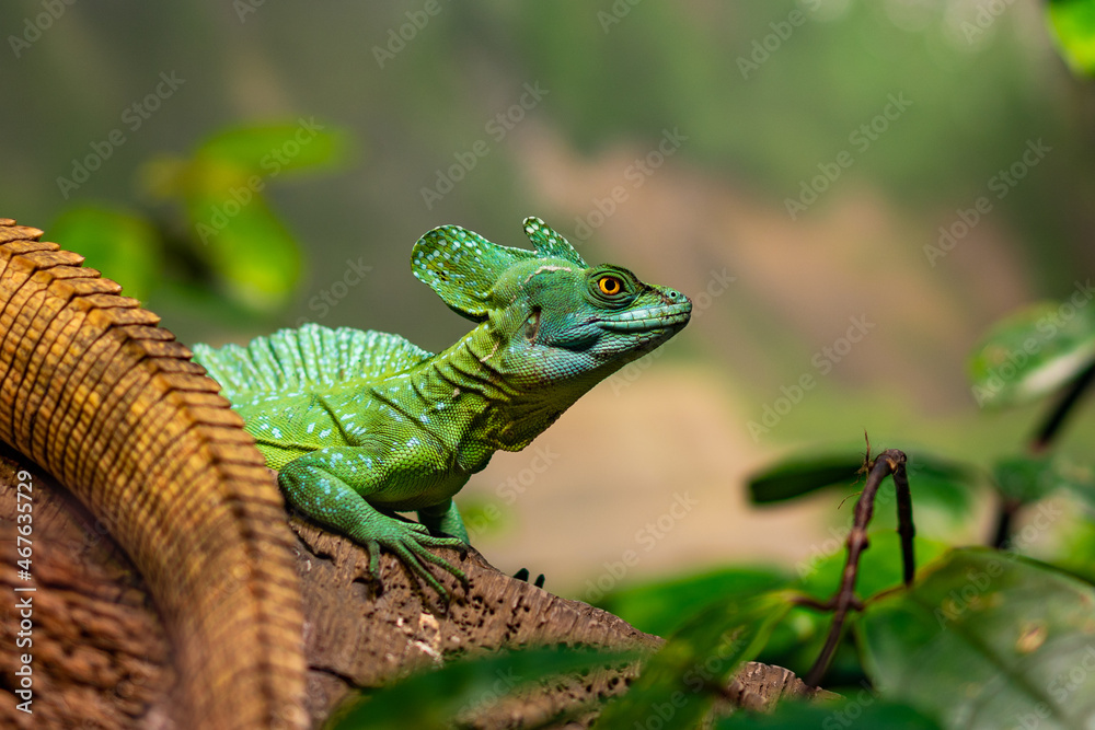 Obraz premium A green or Plumed Basilisk at the Nashville Zoo.