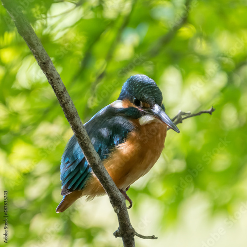 Female common Kingfisher perching inside a tree.