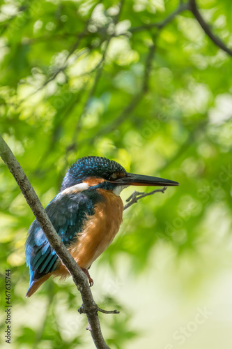Female common Kingfisher perching inside a tree. © hit1912