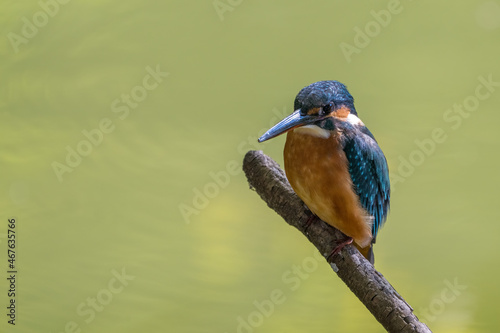 Female common Kingfisher perching on a tree branch with green background. © hit1912