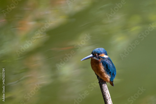 Female common Kingfisher perching on a tree branch with green background.