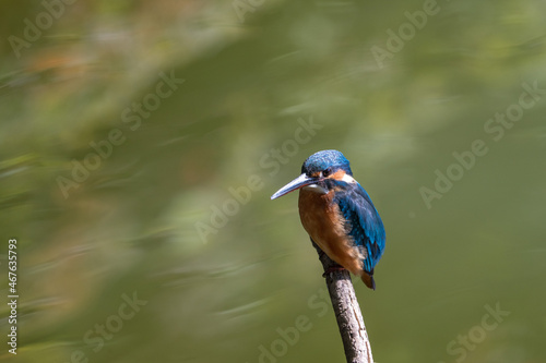 Female common Kingfisher perching on a tree branch with green background.