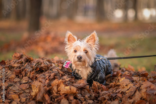 Beautiful thoroughbred Yorkshire Terrier in fallen leaves in the autumn park. © shymar27
