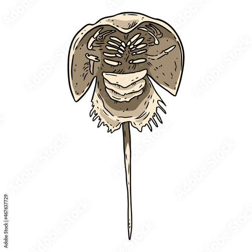 Horseshoe crab lineart doodle design . Cartoon sketchbook image logo. Media graphic symbol