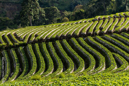 Strawberry plantation on the mountain hill  Rows of organic strawberry plants  Green nature strawberry farm  Strawberry Plantation on Doi Ang Khang Mountain  Fang District  Chiang Mai  Thailand.