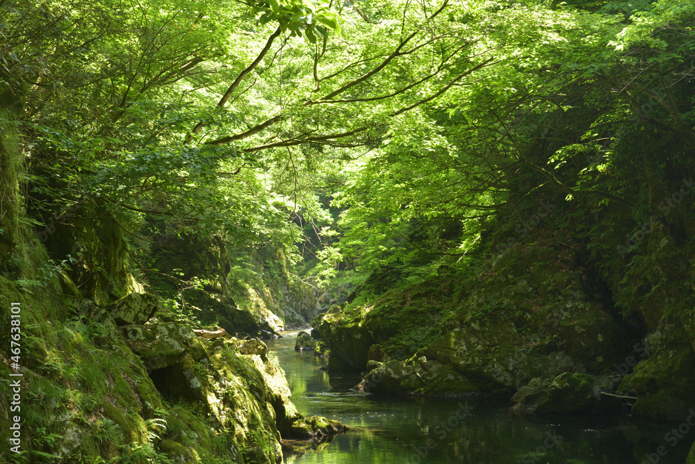 太古の森